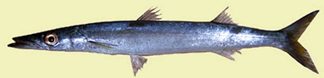 Sphyraena  sphyraena_09.jpg